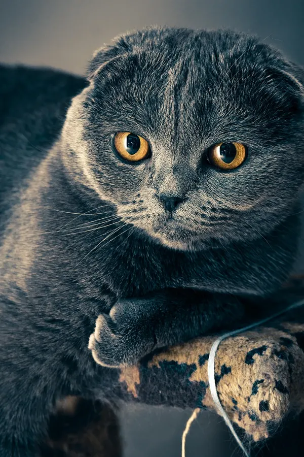 Hills kedi maması Samsun ürünleri