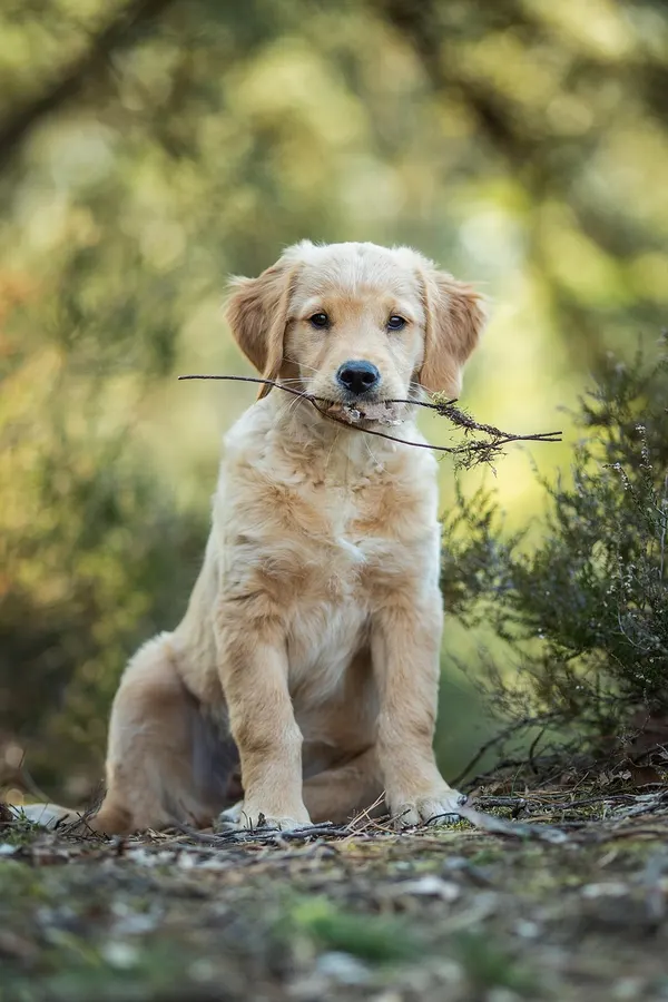 Köpek bakım ürünleri ürünleri Köpek bakım ürünleri ürünleri