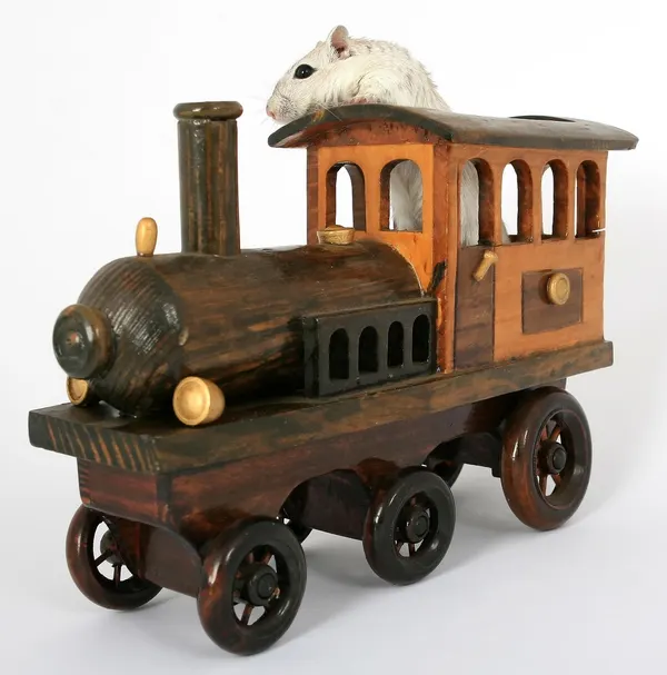 Hamster ve tavşan ürünleri ürünleri